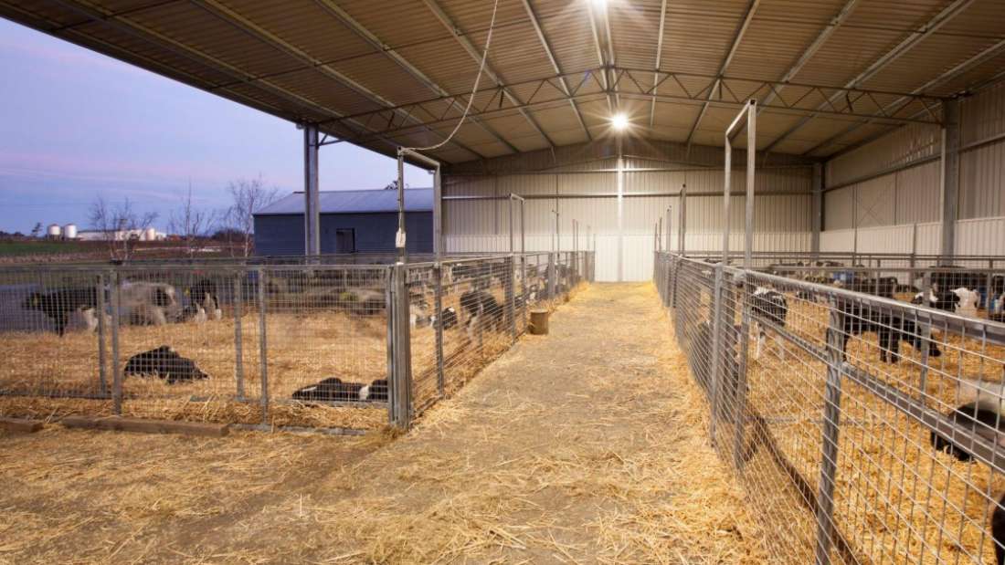 Calf Shed and Dairy