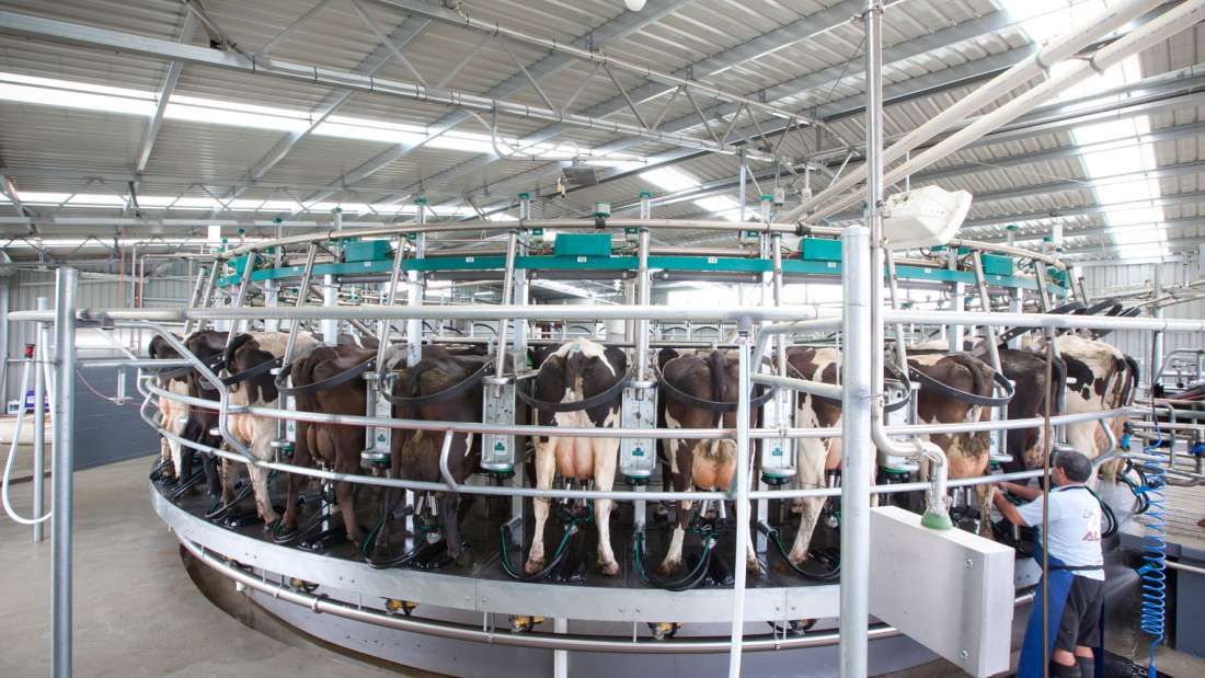 Dairy and Calf Rearing Facility