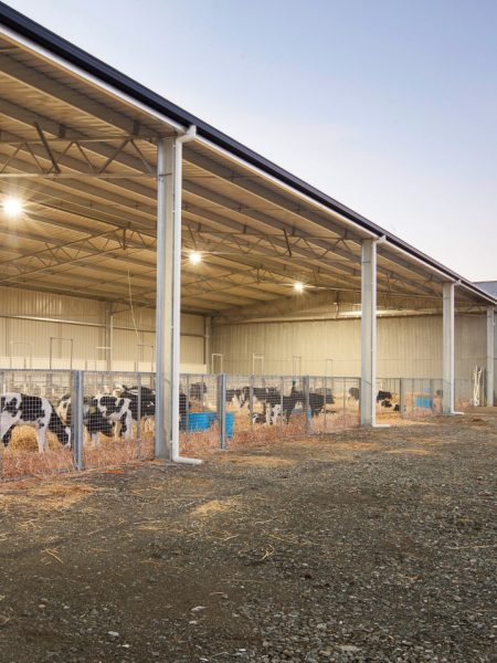 19_Nick Calf Shed 2020
