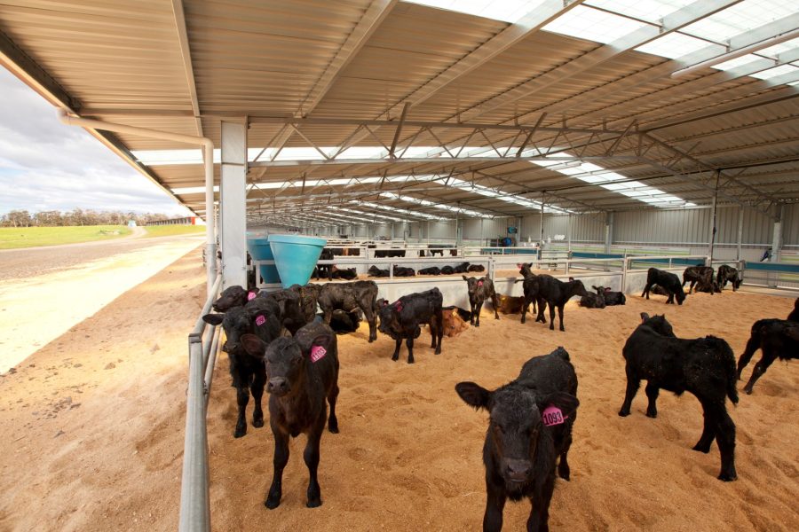 Clovelly Calf Shed_51