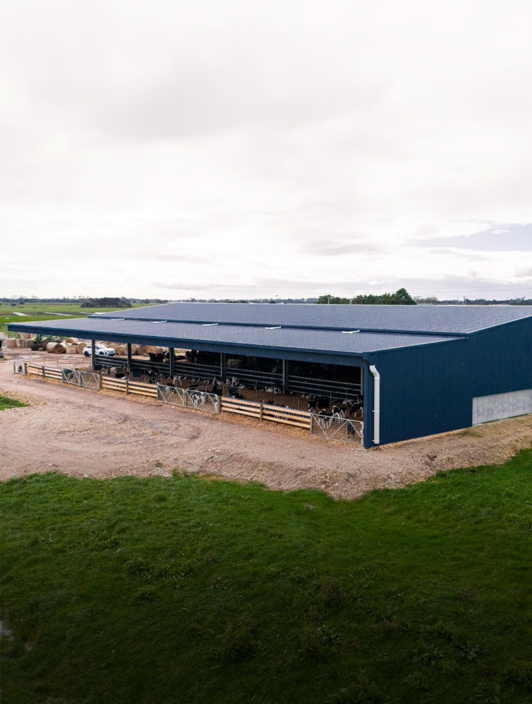 A large rural shed structure housing dairy cattle, with open sides and steel cladding on a farm property.